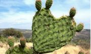Such various nopal...