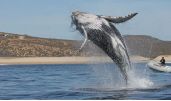 Whales watching: Los Cabos