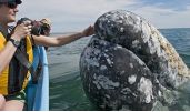 Las ballenas grises: La Paz – Los Cabos